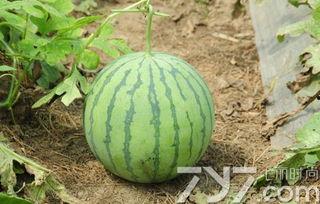 我吃的瓜不熟,先尝未熟之味