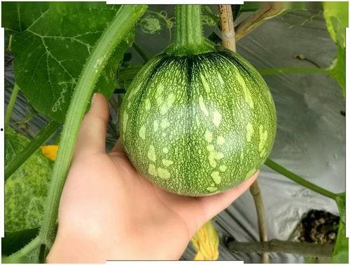 吃优思明可以吃小瓜吗,小瓜可否同食？健康饮食指南