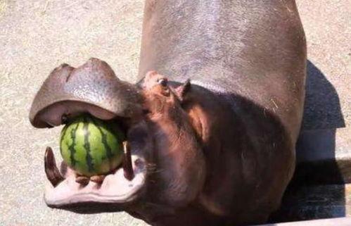吃河马瓜,探寻非洲奇特的美食传奇