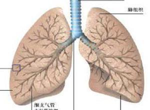肺病吃角瓜吗,角瓜的养生功效