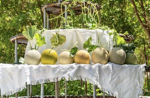 吃瓜户外合集,揭秘娱乐圈幕后故事