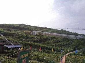 辉县最近吃瓜事件,揭秘背后真相与网络舆论风暴