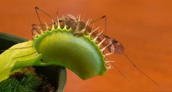 带你吃瓜养动物