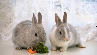 兔子牙吃瓜图片,揭秘娱乐圈幕后真相