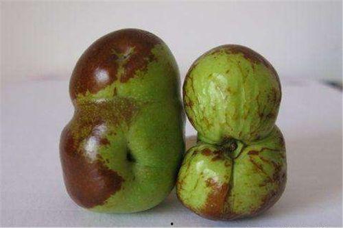 枣科吃瓜,吃瓜背后的科学奥秘