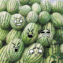 最聪明的吃瓜视频,揭秘娱乐圈幕后真相