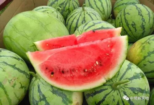 仙家梦到摘西瓜吃瓜,仙家摘瓜食甘露