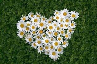 野生雏菊吃瓜视频,萌态十足引网友热议