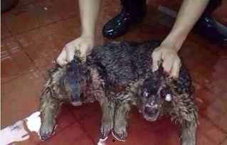 水猴子吃瓜,一场神秘食瓜之旅