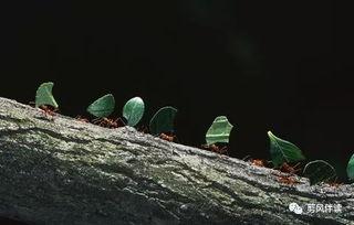 蚂蚁吃幼瓜,揭秘自然界的奇妙生态现象