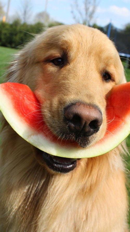 金毛吃白色瓜,邂逅神秘白色瓜果的奇幻之旅