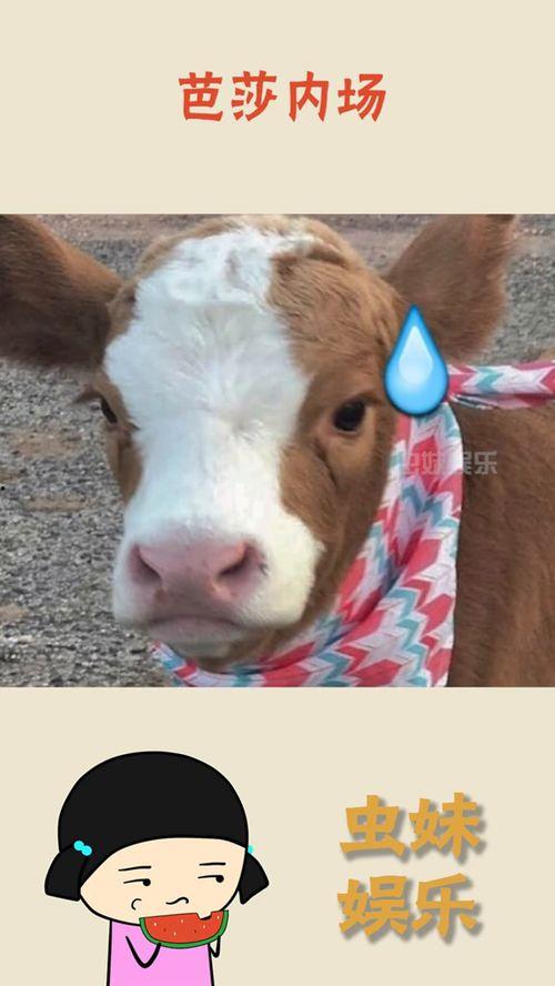 搞笑吃瓜抖音,笑料横飞，快来一起“瓜”事连连！