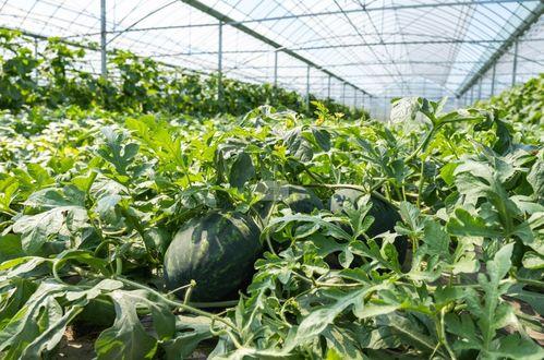 农村坐地头吃瓜,坐地头吃瓜，尽享丰收喜悦