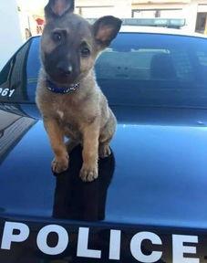 警犬二部吃瓜,吃瓜背后的忠诚与智慧