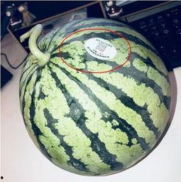 网红吃瓜组织,揭秘娱乐圈幕后真相，带你领略网络红人生态