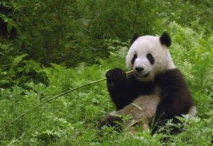 吃瓜熊猫外卖日本,探索日本美食之旅