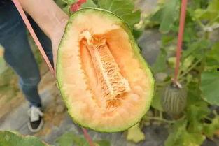 吃老板的瓜,吃老板的瓜，谁才是办公室里的“瓜王”？