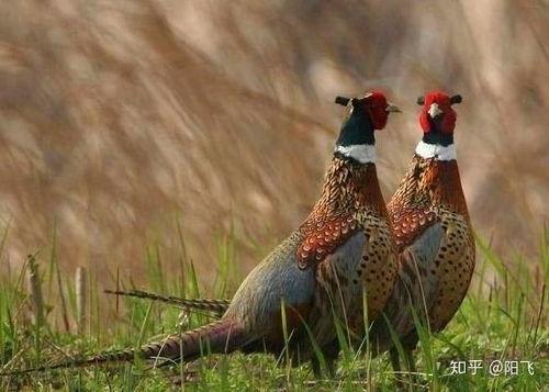 野山鸡吃的瓜,探寻瓜果的生态魅力