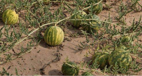 在沙漠吃沙漠瓜,探寻沙漠瓜的独特魅力