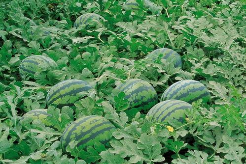 高秋吃瓜的好处