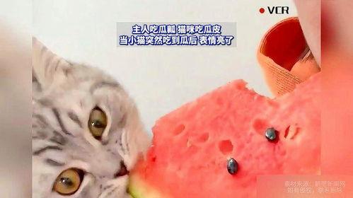 吃瓜猫游戏