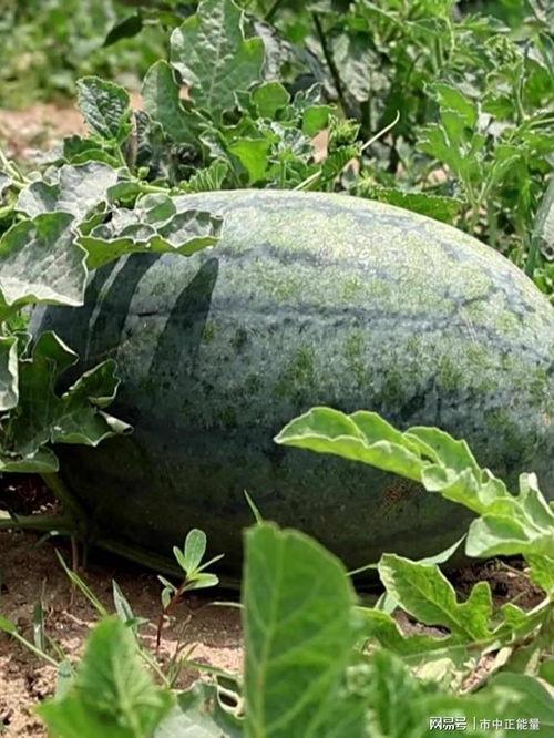 滕州最新吃瓜事件,揭秘网络热议背后的真相