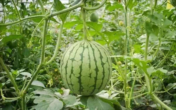 重庆吃瓜事件群,揭秘网络谣言传播背后的真相