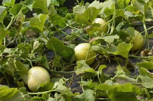 吃瓜联,揭秘娱乐圈背后的那些事儿