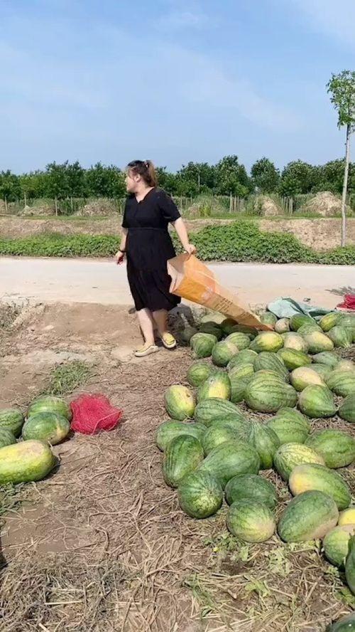 农村吃瓜仔,吃瓜仔的乡村记忆