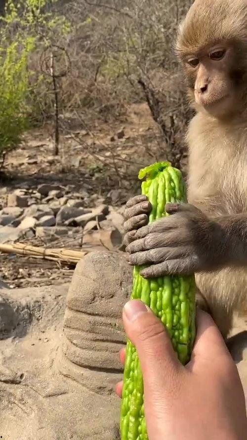 猴子吃瓜 朗诵,一场趣味横生的自然奇观