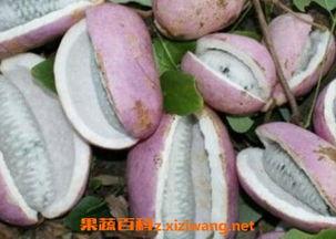 刚生完崽可以吃八月瓜吗,八月瓜助力恢复，哺乳期饮食新选择”