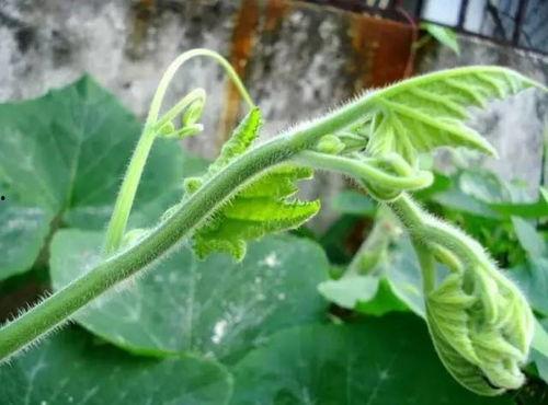 西瓜苗怎么吃瓜,探索西瓜的种植与食用之旅