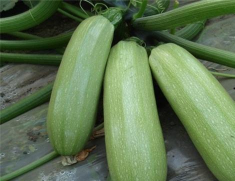 瓜版吃有什么好处,健康美味两不误的饮食新风尚