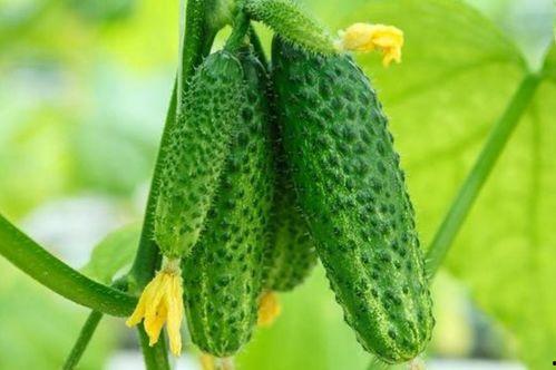 春天吃瓜的季节,解锁春季美味瓜果盛宴