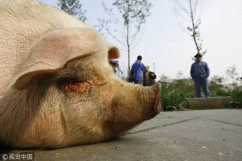 小香猪吃羊角瓜,小香猪的羊角瓜美食之旅
