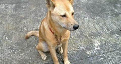 土狗吃瓜吃糖视频播放,萌态十足，视频播放引网友热议