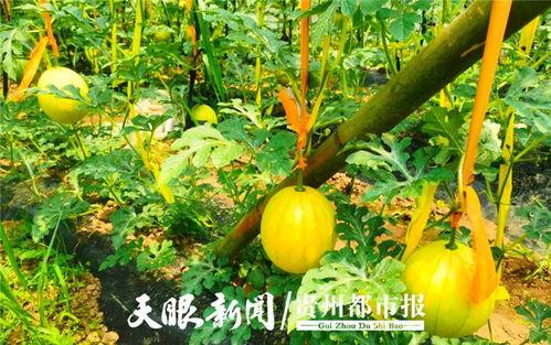 沙滩多人吃瓜,众人共享夏日瓜果盛宴